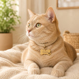 Cat wearing gold stainless steel bone pet tag on collar