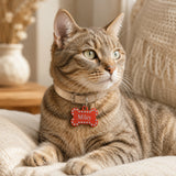 Cat wearing red crystal pet ID tag on collar