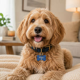Dog wearing blue personalized pet ID tag engraved with Riley