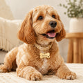 Dog wearing gold stainless steel bone pet tag engraved with Miley