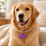 Dog wearing purple crystal pet ID tag on collar